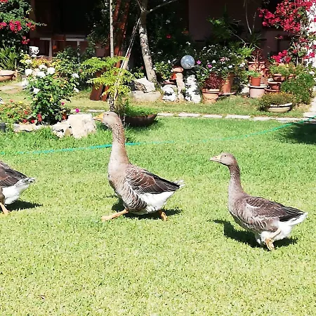 Nel Giardino In Fiore Bed & Breakfast Olia Speciosa